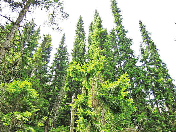 Стоп сушењу четинара 